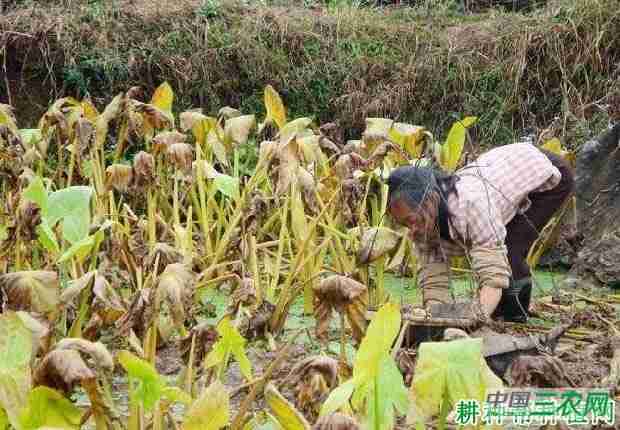 慈菇怎样留种(慈菇怎样留种子)